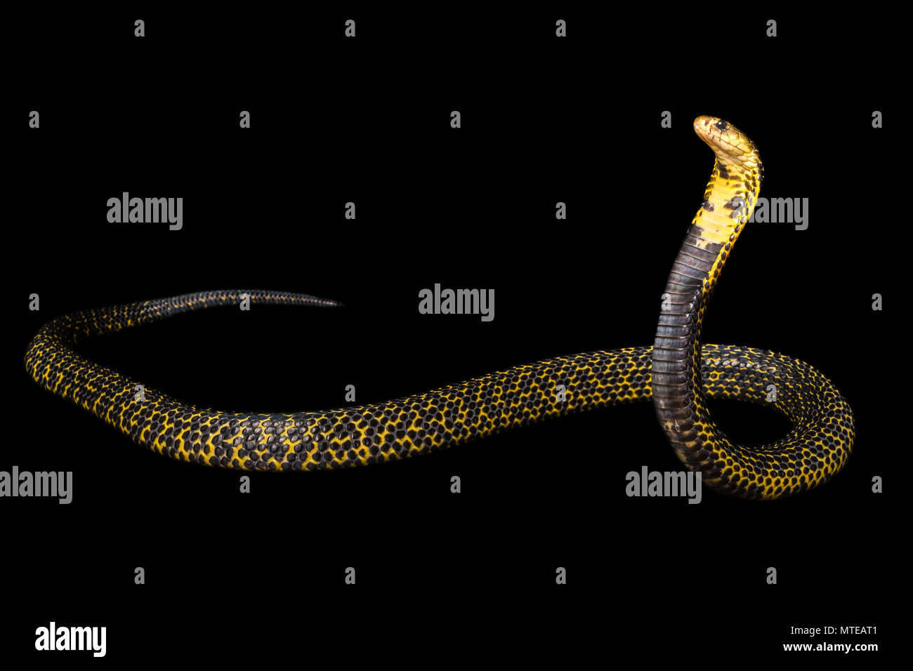 Naja saramensis / Samar cobra Stock Photo