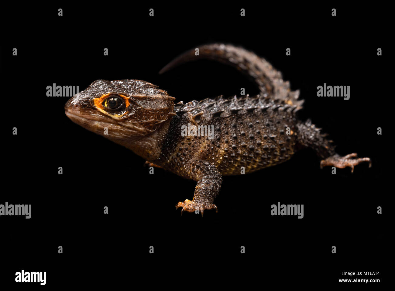 Tribolonotus gracilis / Crocodile skink Stock Photo