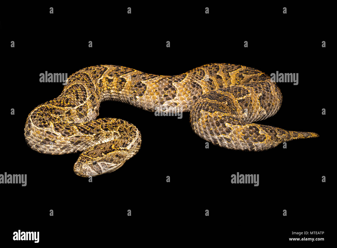 Snake photography tips hi-res stock photography and images - Alamy