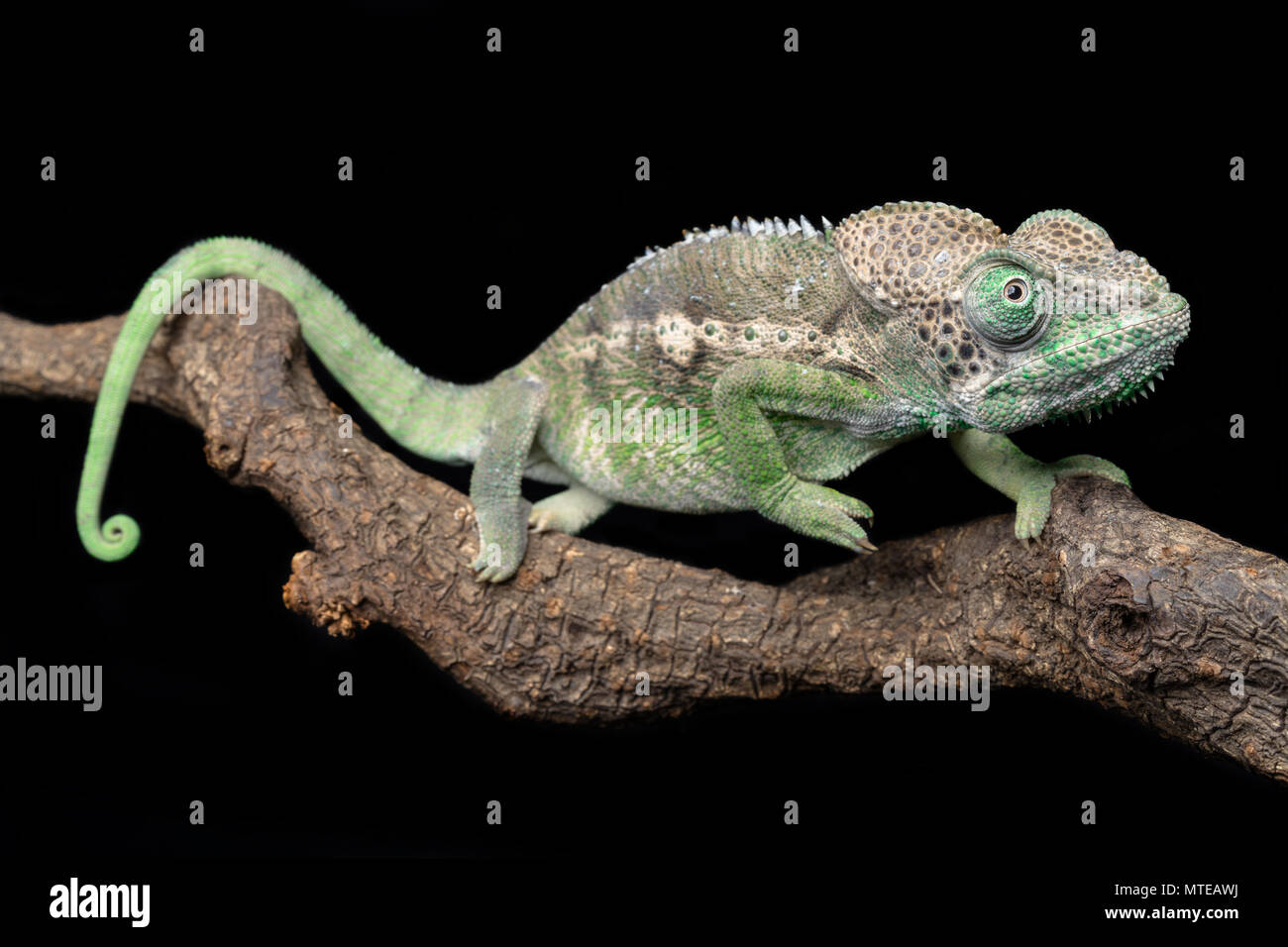 Furcifer verrucosus / warty chameleon Stock Photo