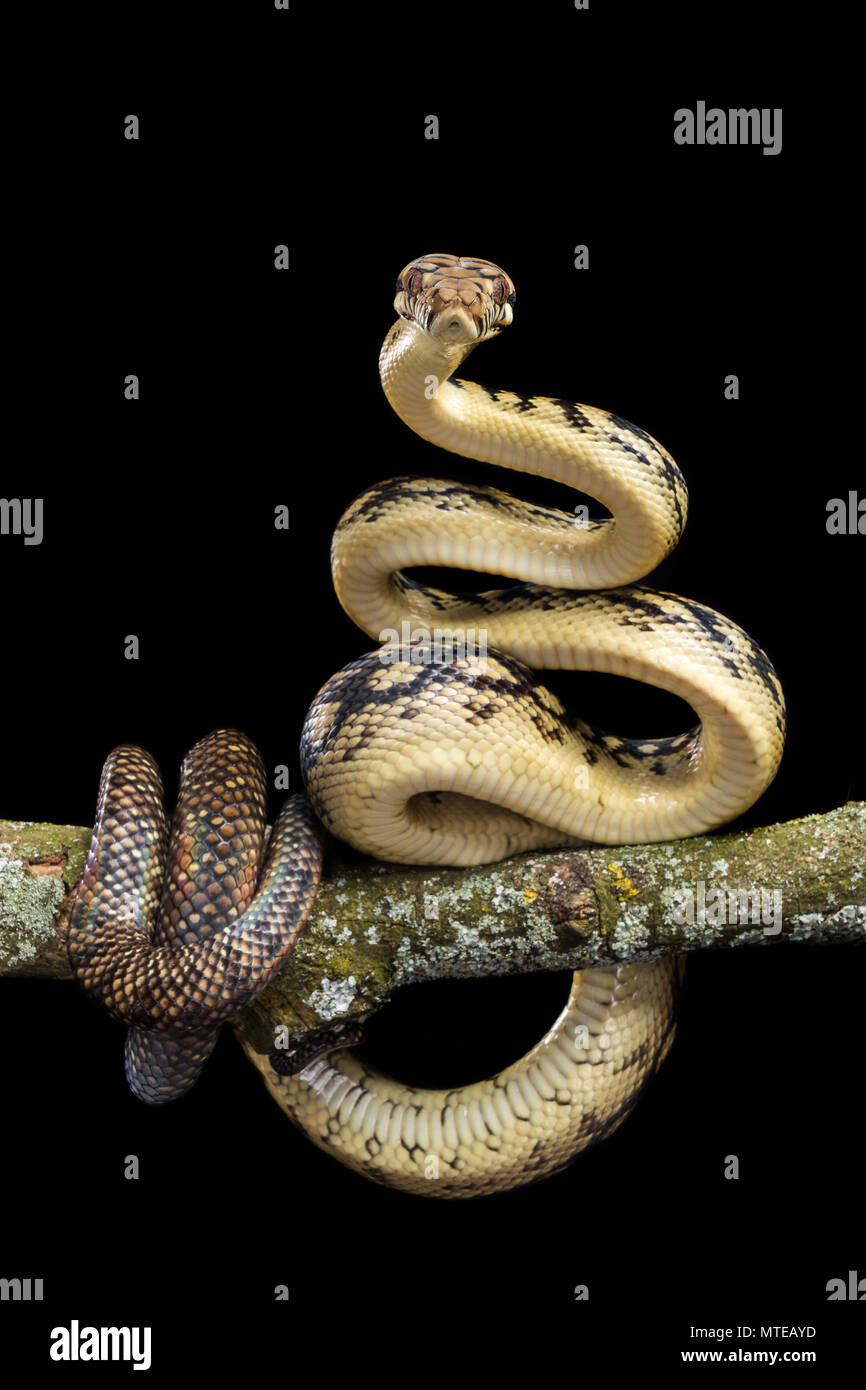 Australian scrub python hi-res stock photography and images - Alamy