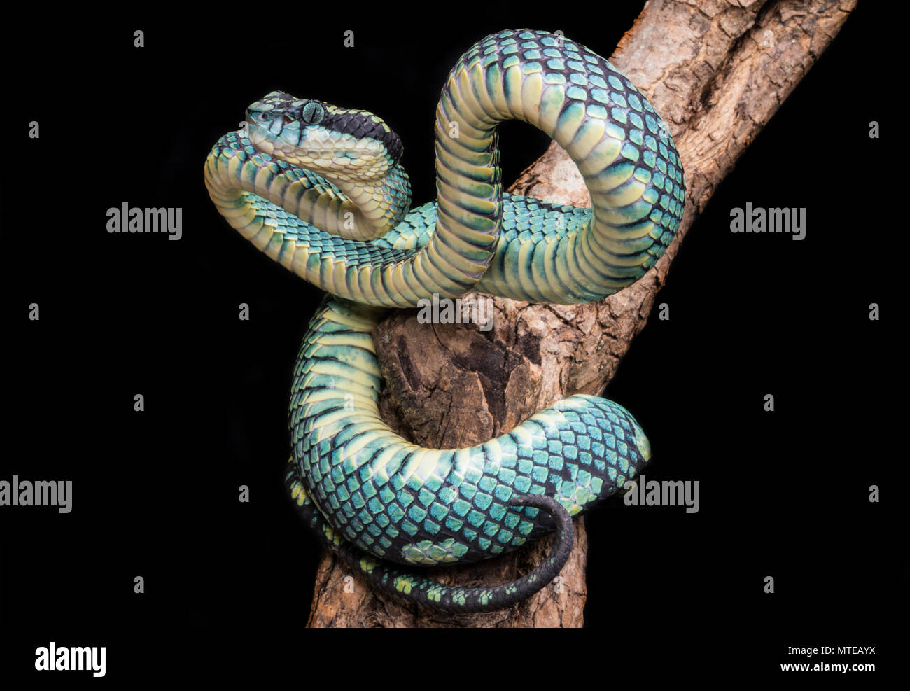 Trimeresurus trigonocephalus / Sri lankan pit viper Stock Photo