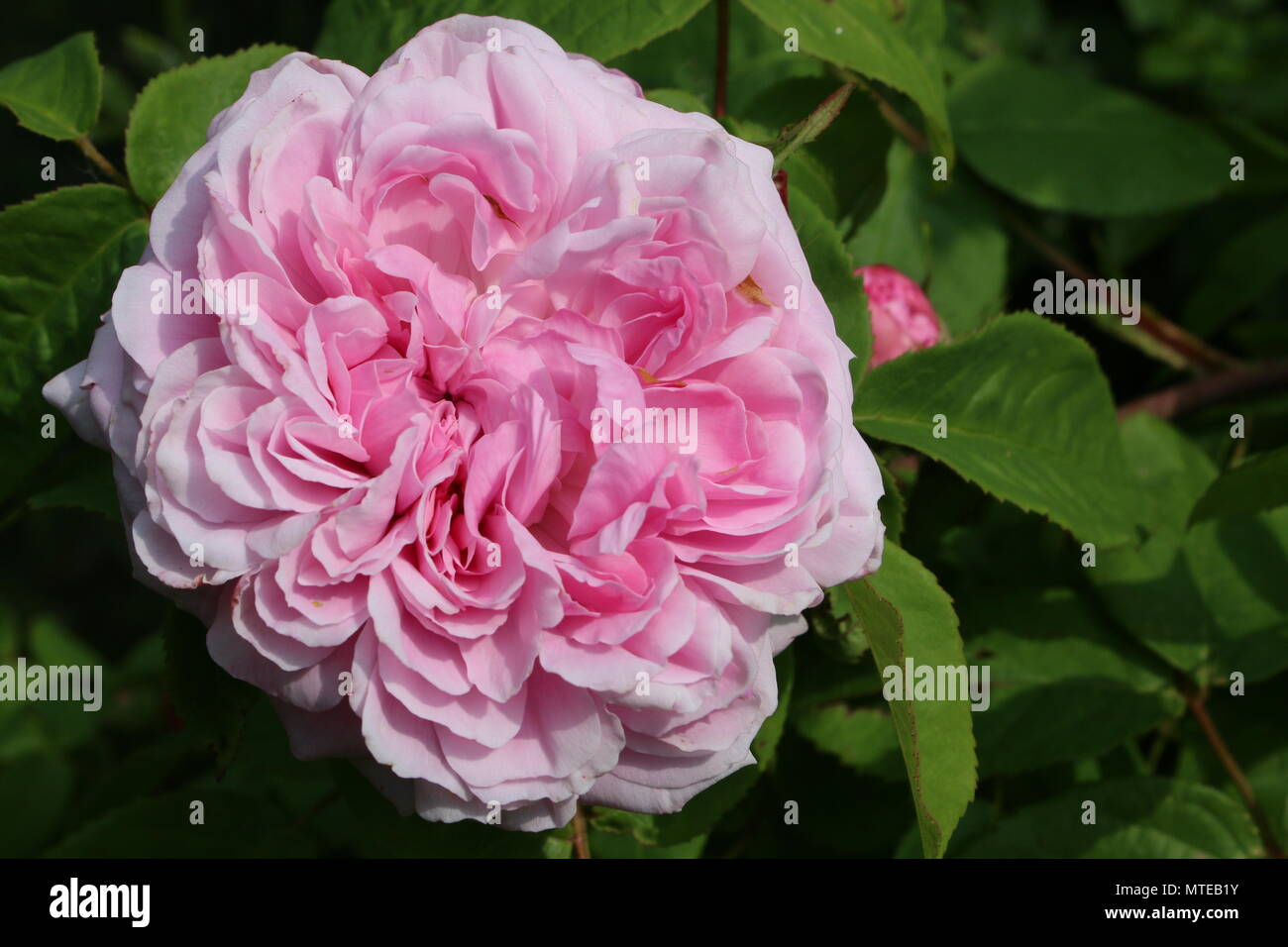 A close up view of a single beautiful historic heritage highly perfumed musk pink rose in full bloom growing in an English country garden in Summer Stock Photo