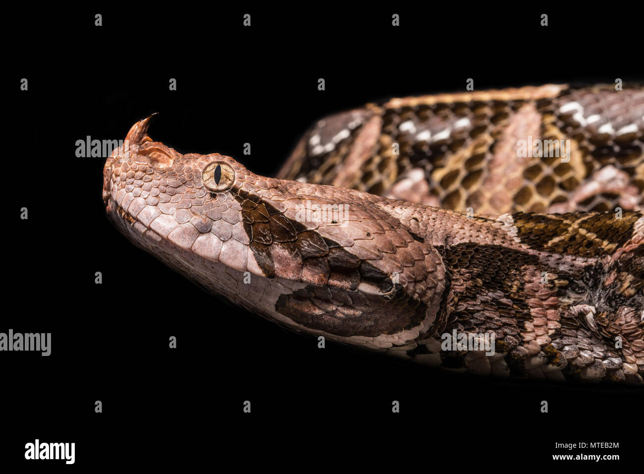 Bitis rhinoceros / West African gaboon viper Stock Photo - Alamy