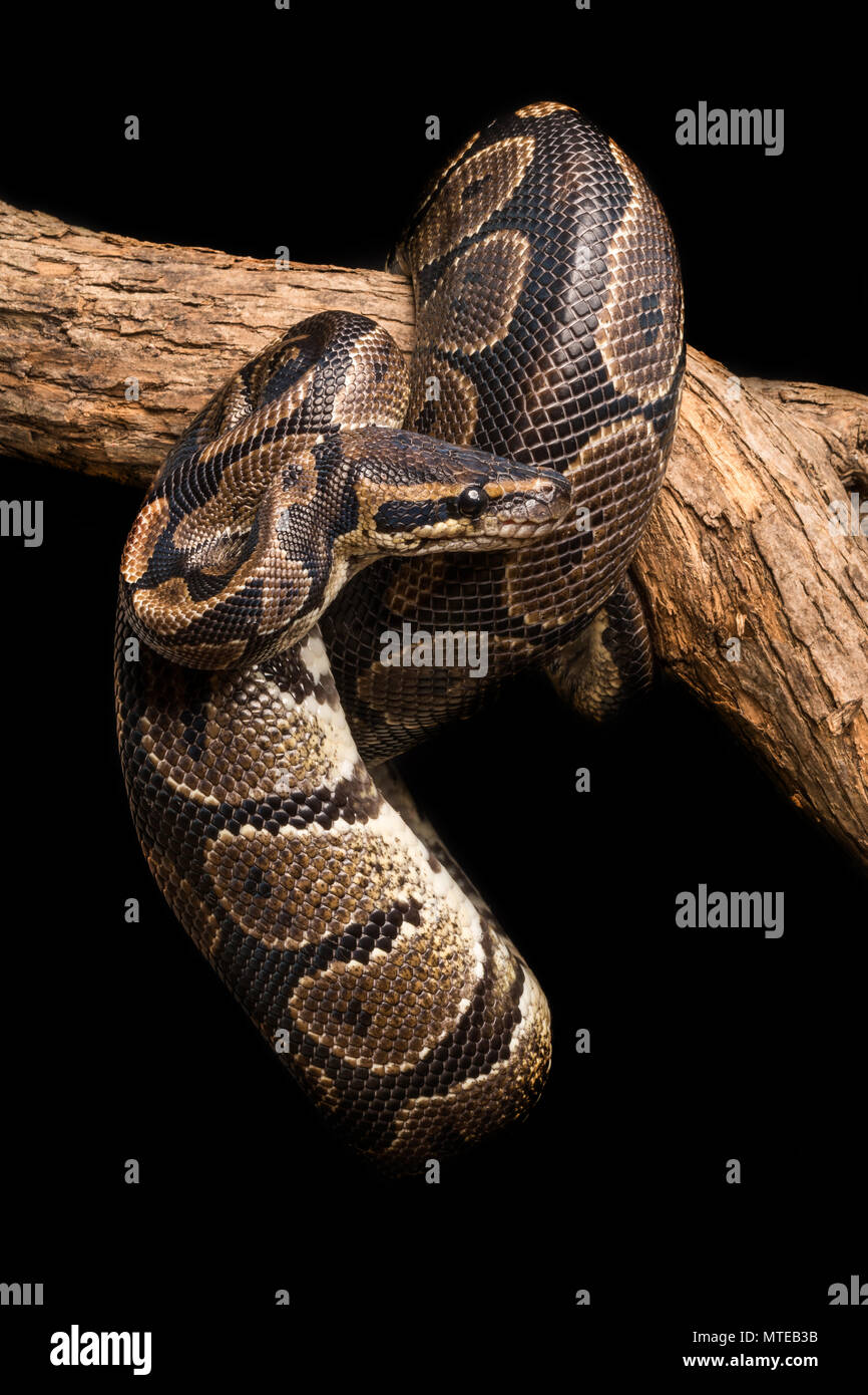 Python regius / Royal python Stock Photo - Alamy
