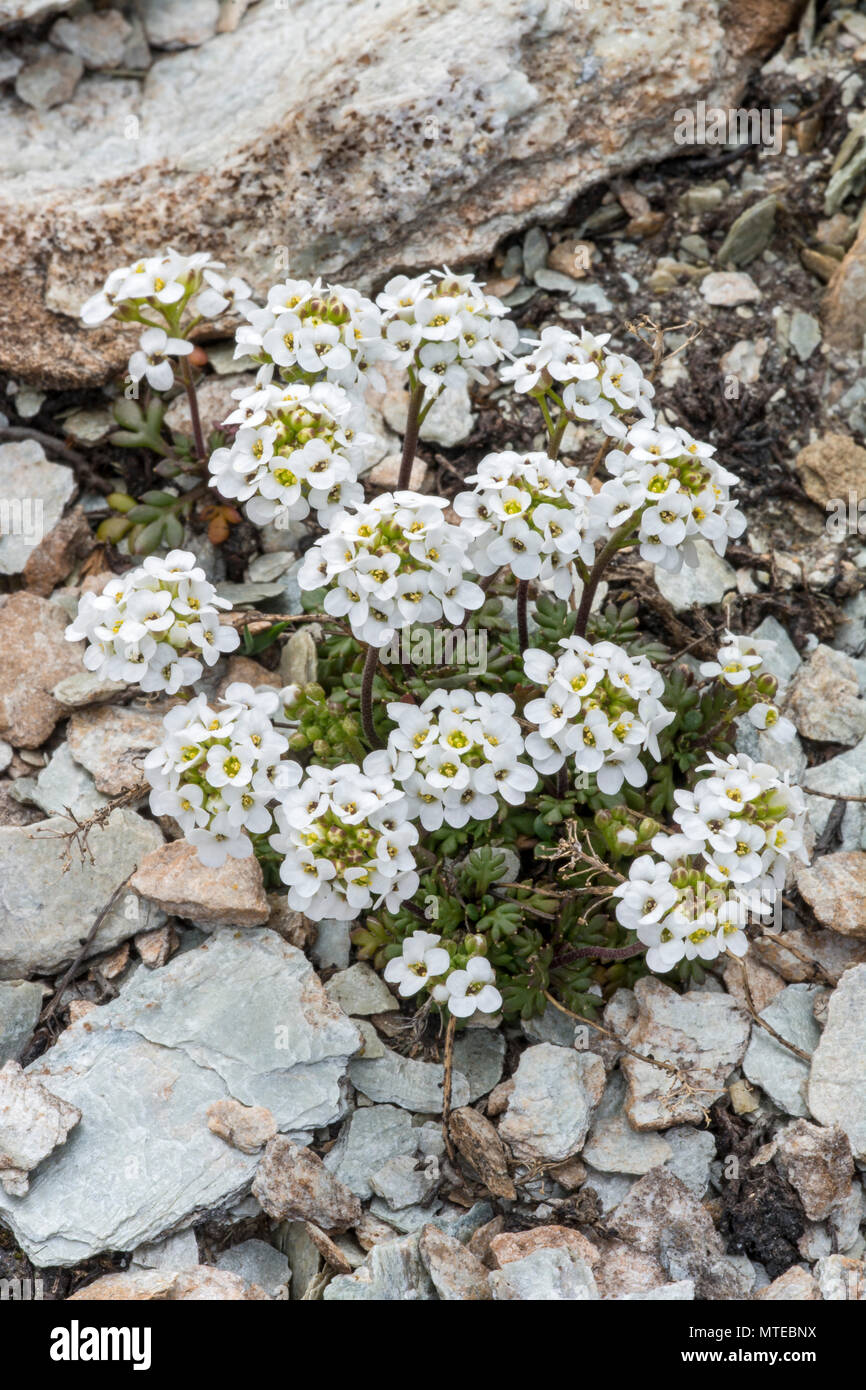 Hornungia alpina (Pritzelago alpina), on stony ground, Grisons, Switzerland Stock Photo