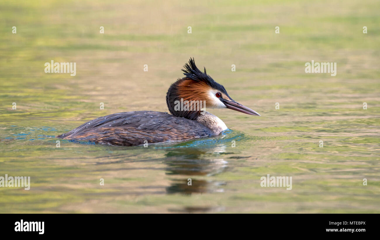 Great crested grebe (Podiceps cristatus) swims in water, Tyrol, Austria Stock Photo