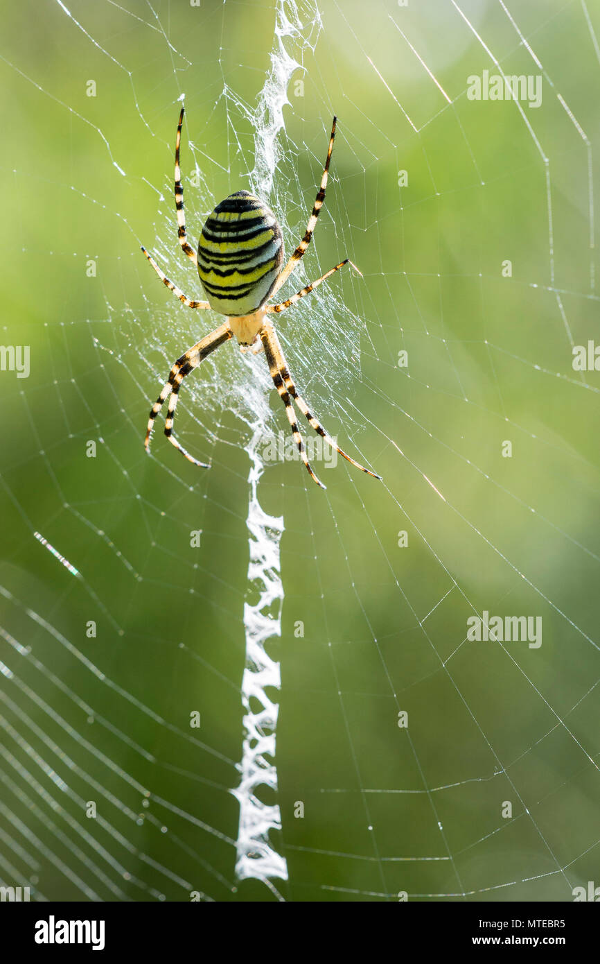 Wasp spider (Argiope bruennichi) with cobweb, Burgenland, Austria Stock Photo
