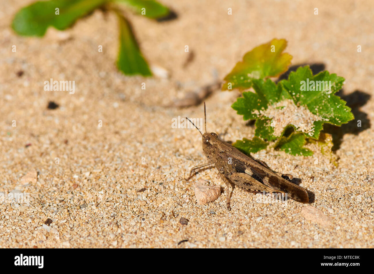 A Broad Green-winged Grasshopper (Aiolopus strepens) in the sand in Ses Salines Natural Park (Formentera, Balearic Islands, Spain) Stock Photo