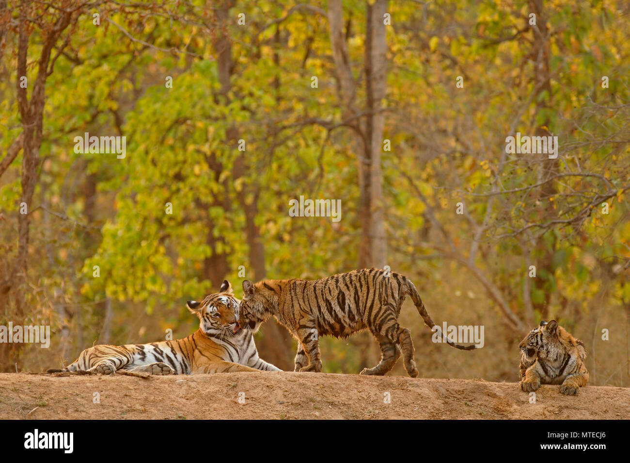 Bengal tiger (Panthera tigris tigris), tigress with two young, lying on the ground, Bandhavgarh National Park, Madhya Pradesh Stock Photo