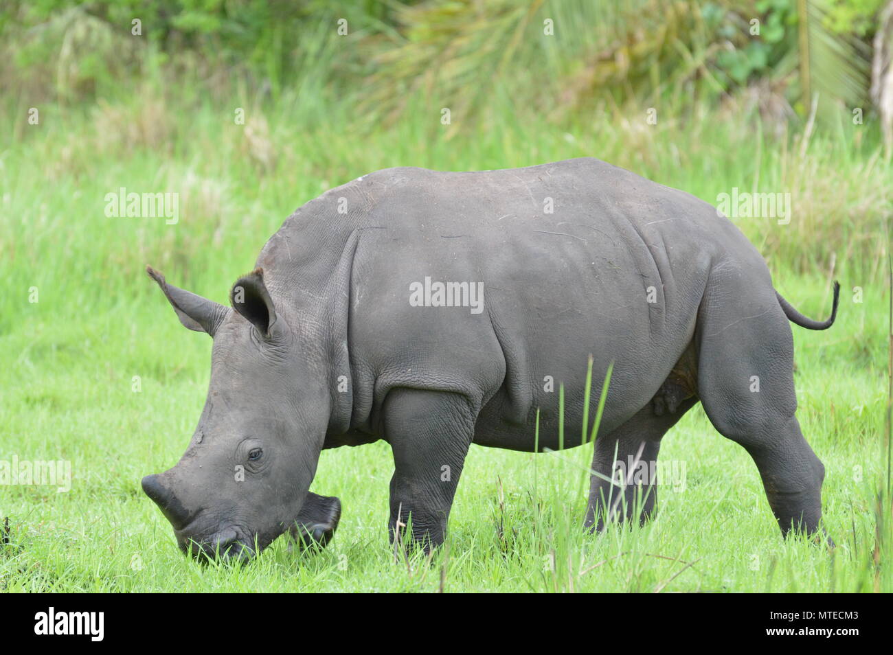 Baby rhino wanders past Stock Photo