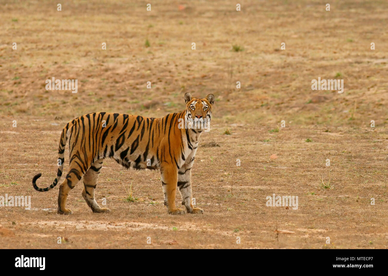 Bengal tiger (Panthera tigris tigris), view into the camera, Tadoba Tiger Reserve, Maharashtra, India Stock Photo