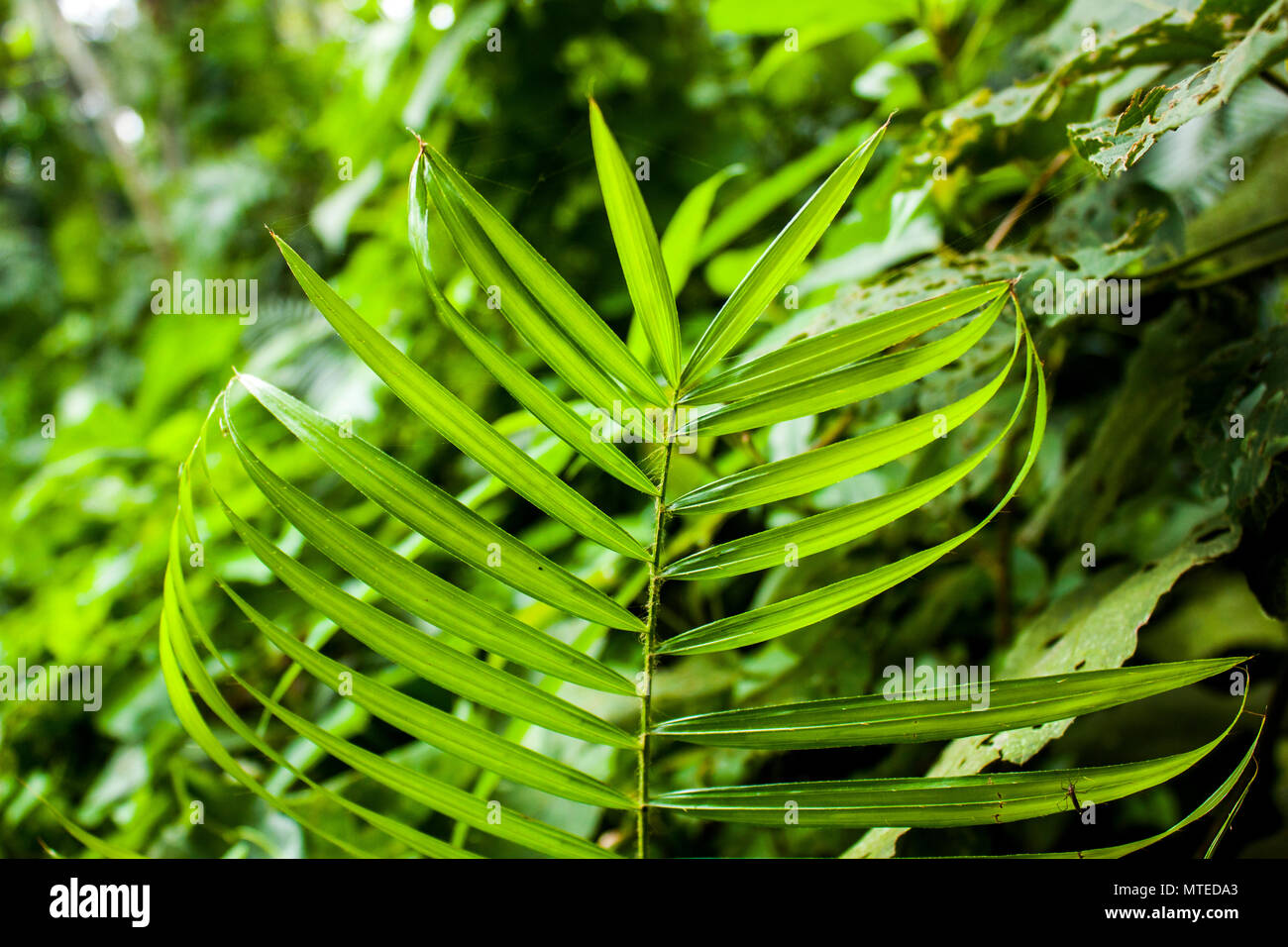 Rattan Tree in Khulna,Bangladesh Stock Photo Alamy