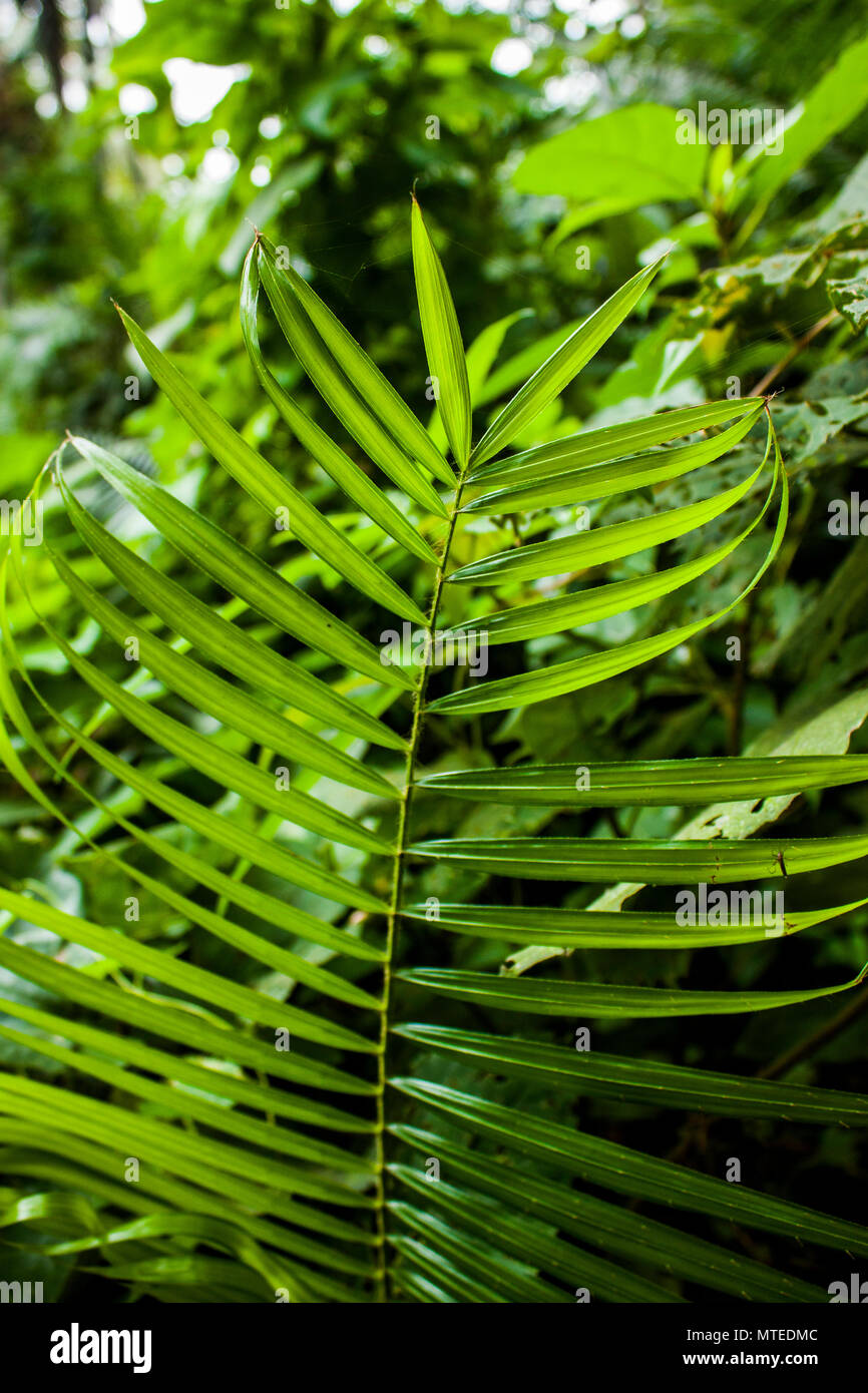 Rattan Tree in Khulna,Bangladesh Stock Photo Alamy