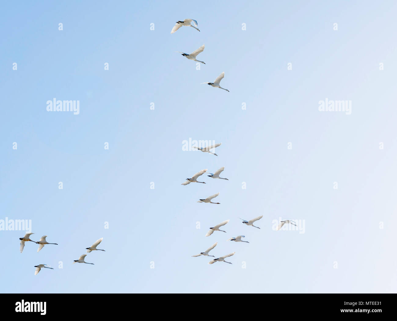 Flock of birds, flying Whooper swans (Cygnus cygnus) in formation, South Iceland, Iceland Stock Photo