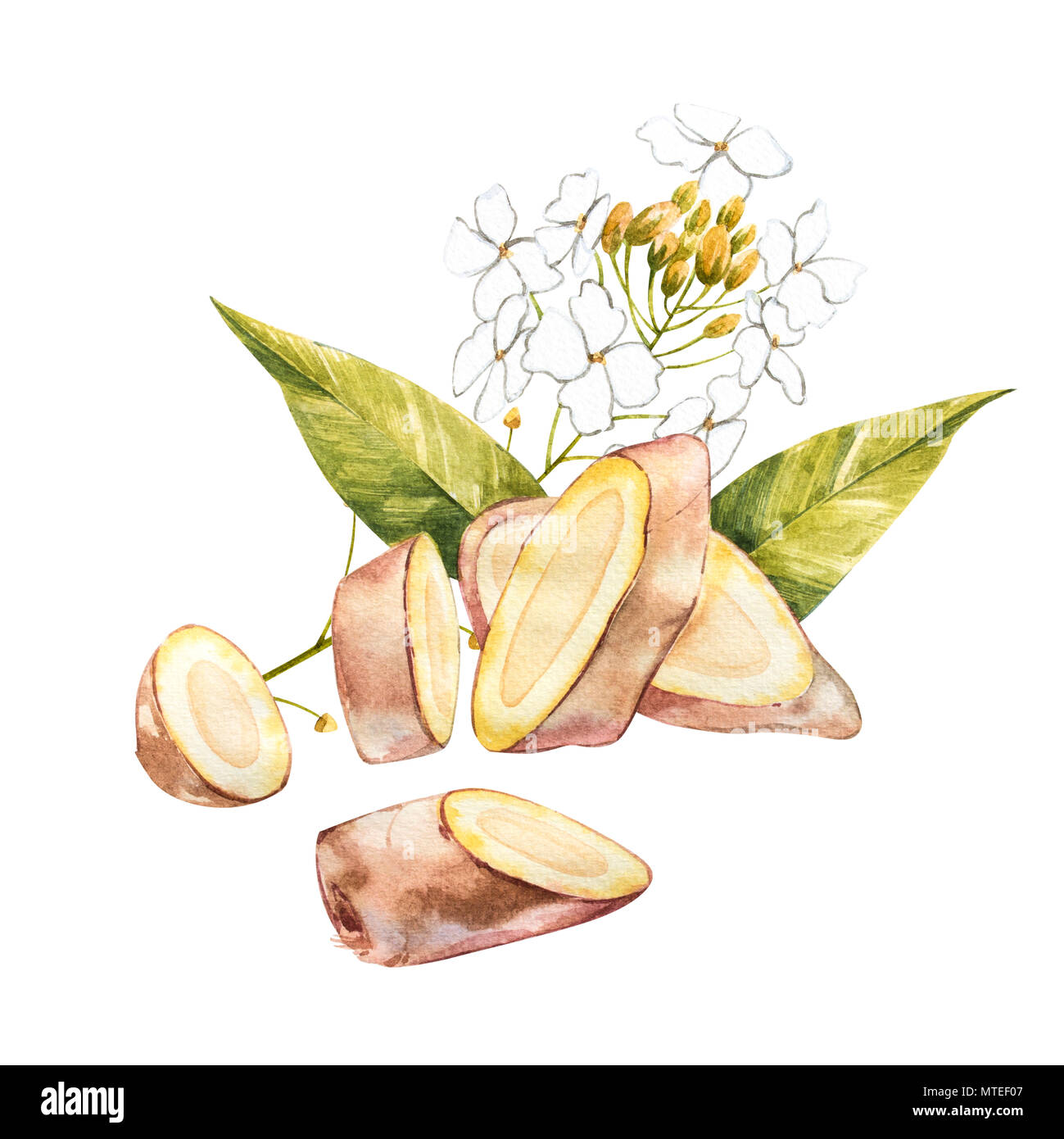 Watercolor horseradish sketch. Botanical illustration of organic, eco plant. Isolated on white background. Illustration For Food Design Stock Photo