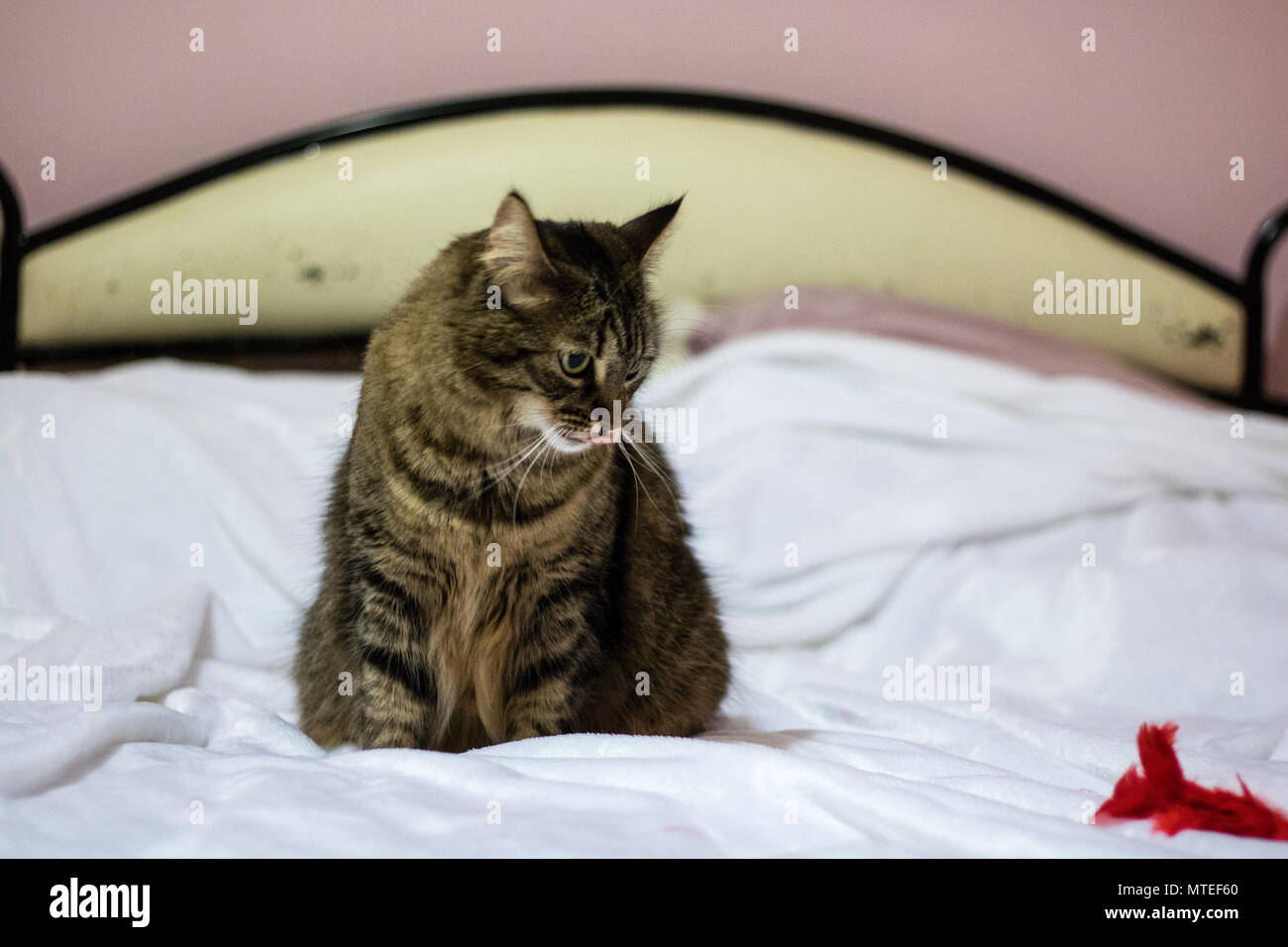 A cat playing with a red feather on the bed Stock Photo