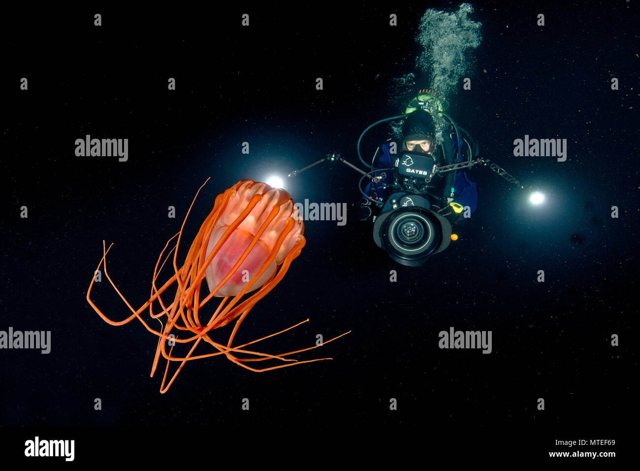 Helmet Jellyfish Periphylla Periphylla High Resolution Stock