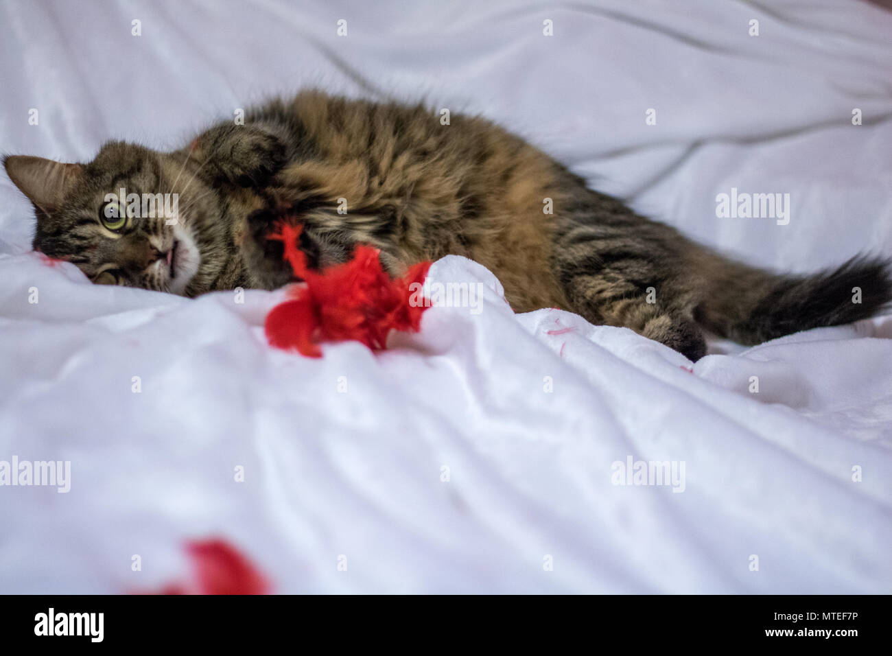 A cat playing with a red feather on the bed Stock Photo