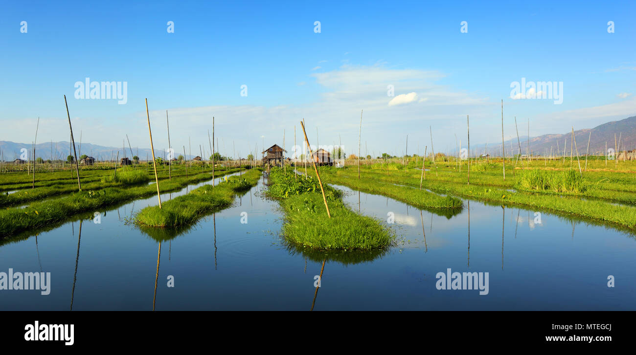 Floating gardens on Inle Lake, Myanmar (Burma Stock Photo Alamy