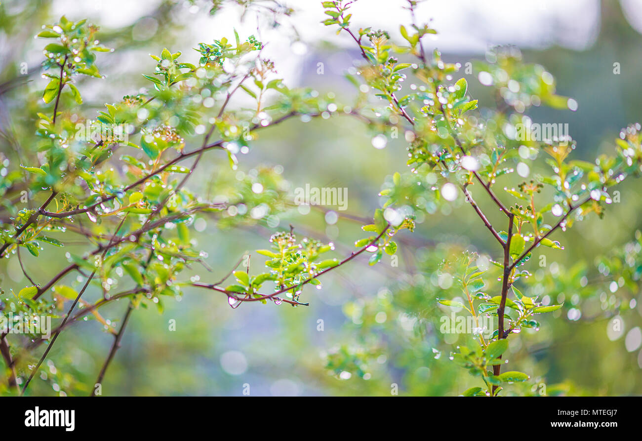 Plants after rain Stock Photo Alamy