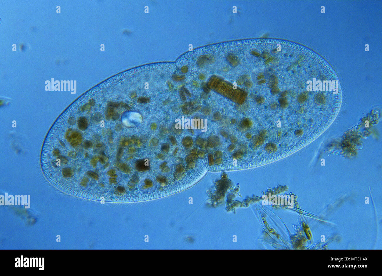 Bipartition.Cell division.Ciliata.Protozoan.Optic microscopy Stock Photo