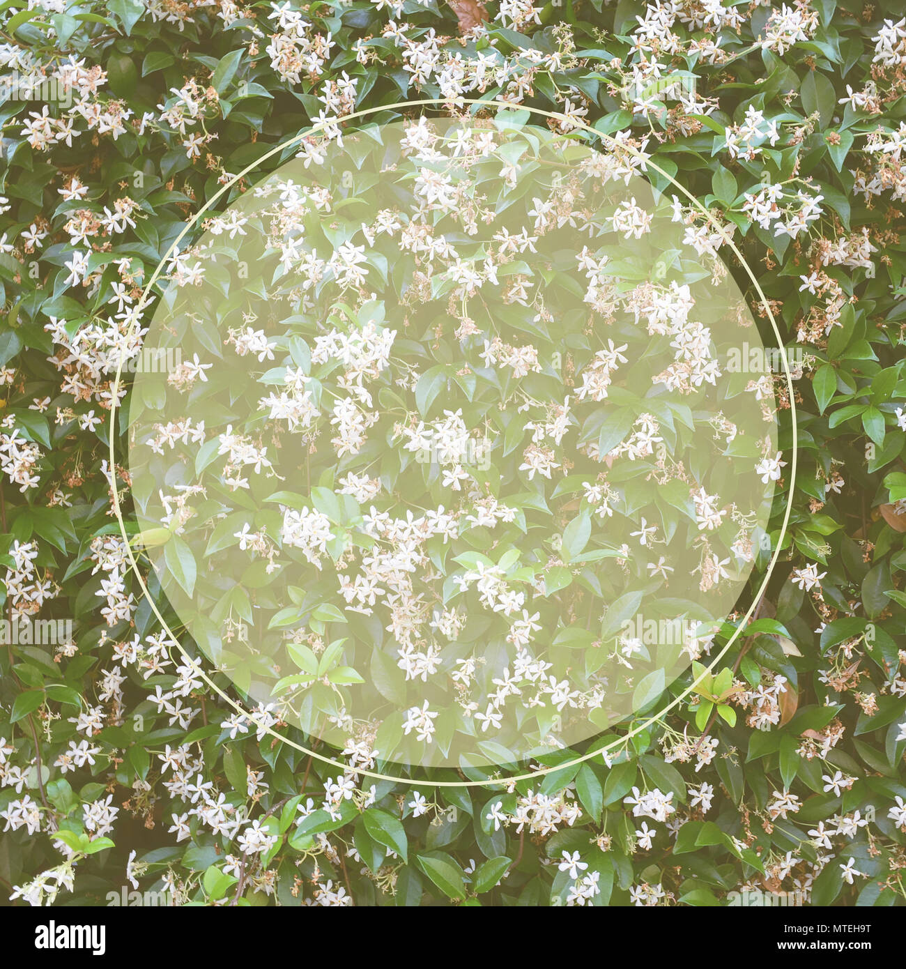 Flowers and leafes of jasmine outdoor with round place for message. Square format. Stock Photo