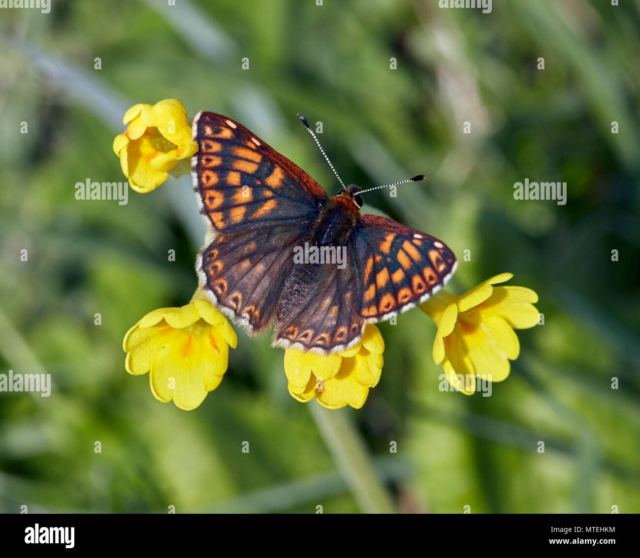 Duke of Burgundy butterfly on cowslip flowers. Noar Hill Nature Reserve, Selborne, Hampshire, England. Stock Photo