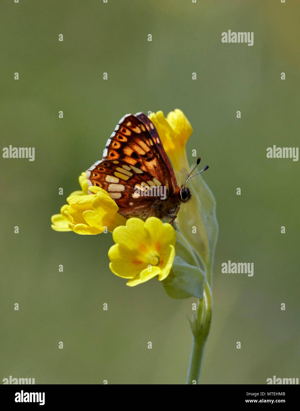 Duke of Burgundy butterfly on cowslip flowers. Noar Hill Nature Reserve, Selborne, Hampshire, England. Stock Photo