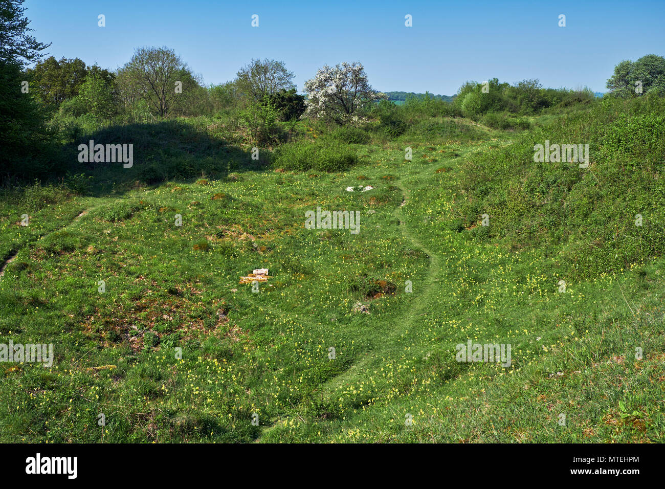 Cowslip flowers. Noar Hill Nature Reserve, Selborne, Hampshire, England. Stock Photo