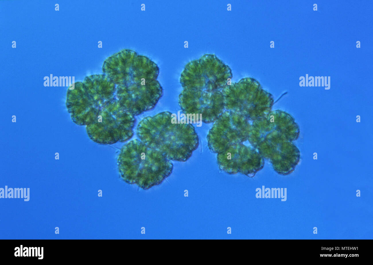Algae.Dictyosphaerium sp.Differential interference contrast microscopy or Normarsky microscopy. Stock Photo