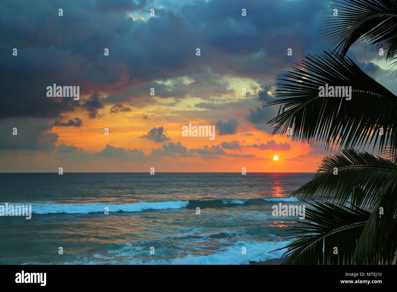 Palm silhouette tree leaves sea hi-res stock photography and images - Alamy