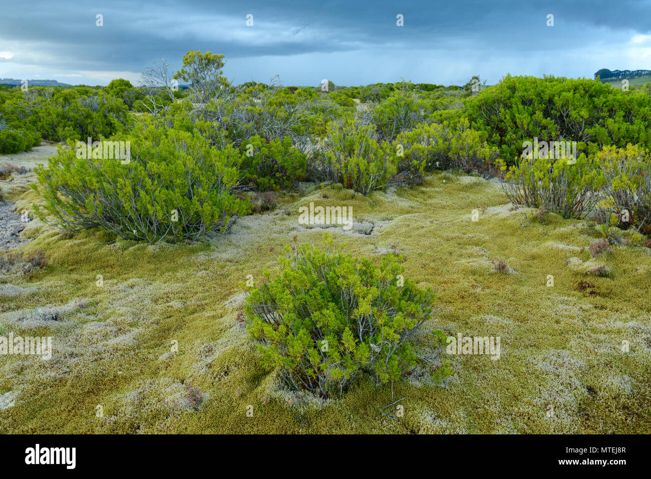 Oceania; New Zealand; Aotearoa; South Island; Te Anau; Halocarpus bidwillii; pine tree reserve; Stock Photo