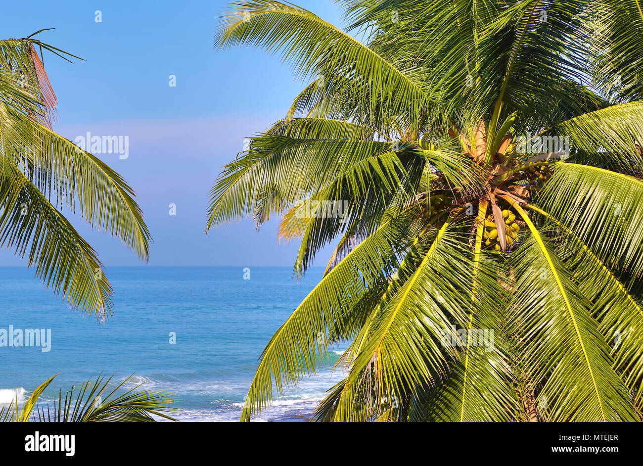 Palm leaf leaves sea beach tropic hi-res stock photography and images ...