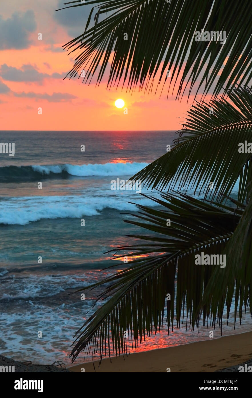 Palm silhouette tree leaves sea hi-res stock photography and images - Alamy