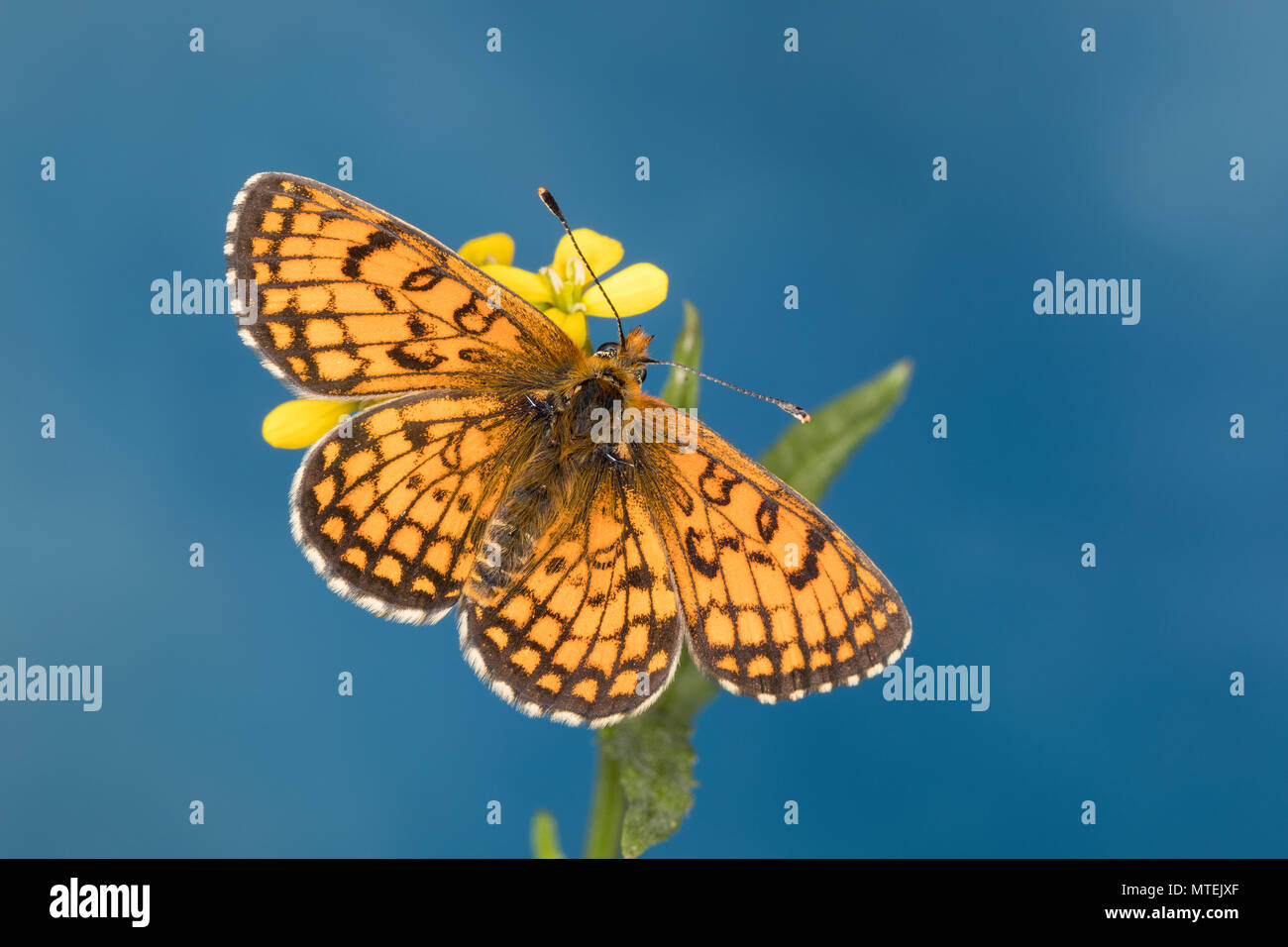 Wachtelweizen-Scheckenfalter, Gemeiner Scheckenfalter, Melitaea athalia, Mellicta athalia, heath fritillary, La Mélitée du mélampyre, la Damier Athali Stock Photo