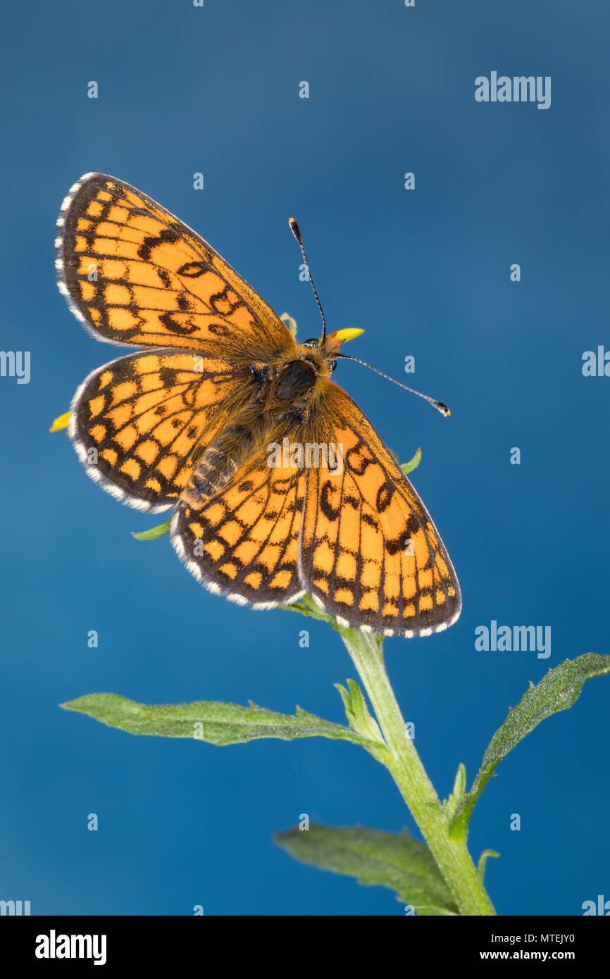 Wachtelweizen-Scheckenfalter, Gemeiner Scheckenfalter, Melitaea athalia, Mellicta athalia, heath fritillary, La Mélitée du mélampyre, la Damier Athali Stock Photo