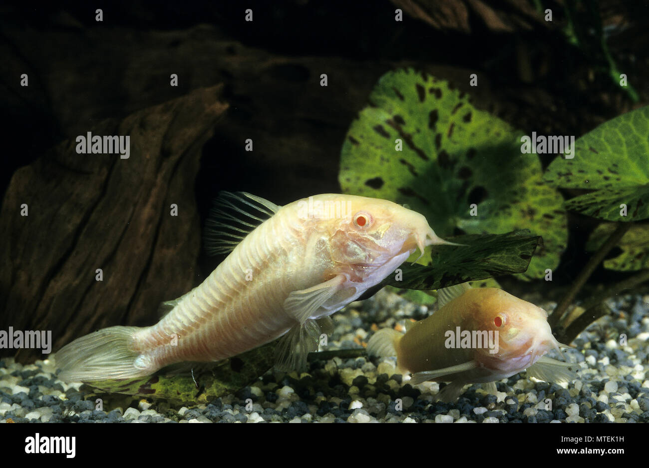Albino-Panzerwels, Albinopanzerwels, Corydoras spec., Panzerwelse, Callichthyidae Stock Photo