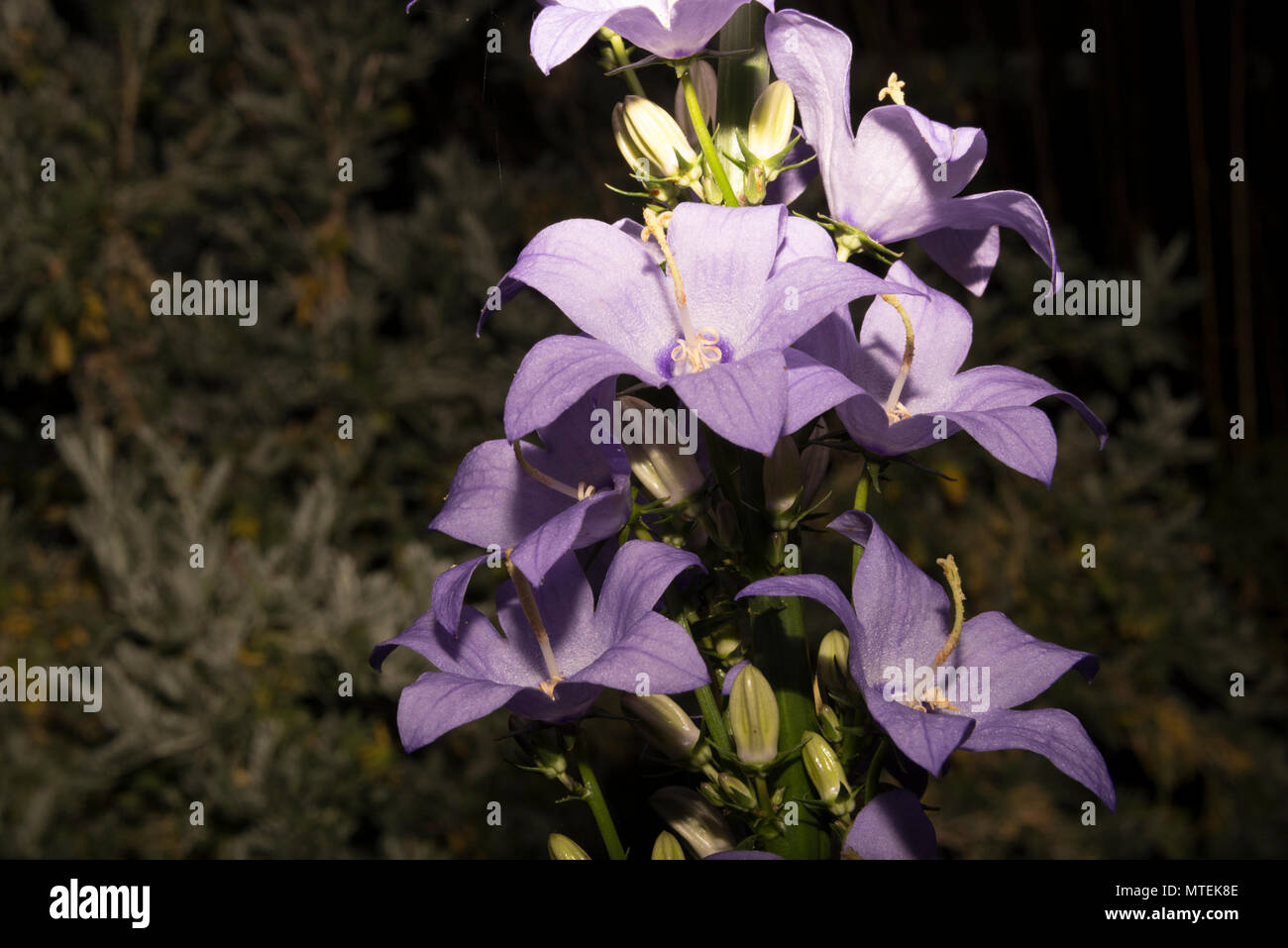 Chimney Bellflower (Campanula pyramidalis) Stock Photo