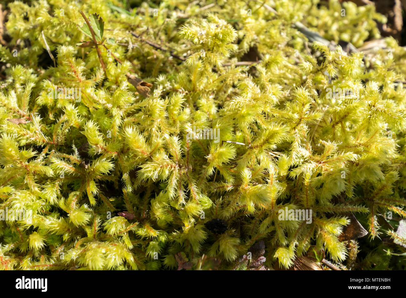 535 Sphagnum Moss Stock Photos, High-Res Pictures, and Images - Getty Images