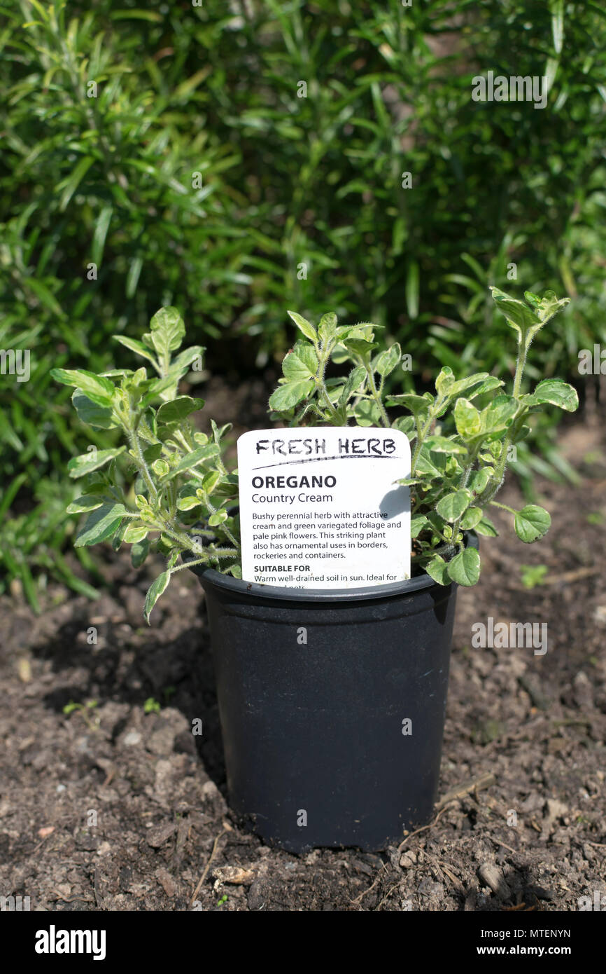 Oregano Country Cream a bushy perennial herb Stock Photo Alamy