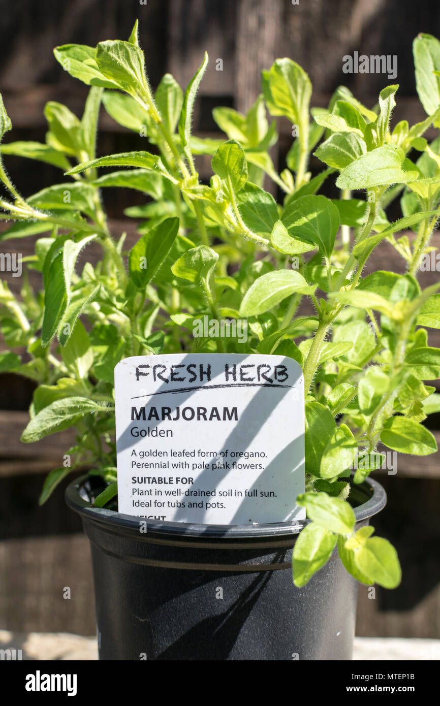 Golden Marjoram a Perennial herb Stock Photo