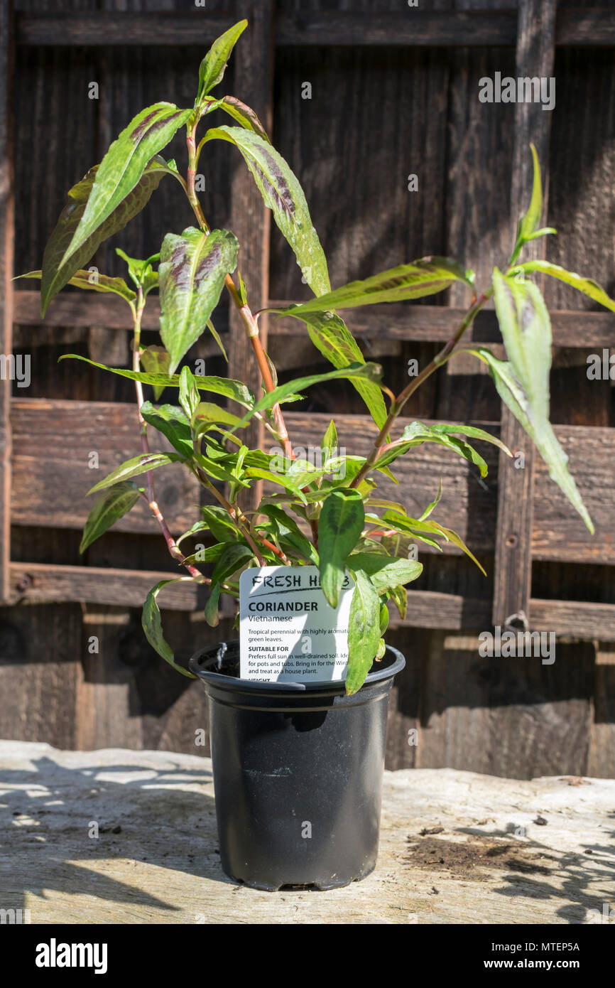 Coriander Vietnamese Tropical perennial aromatic plant Stock Photo Alamy