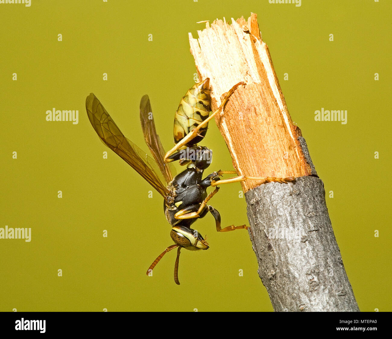 A European Paper Wasp, common throughout North America, at rest. Stock Photo