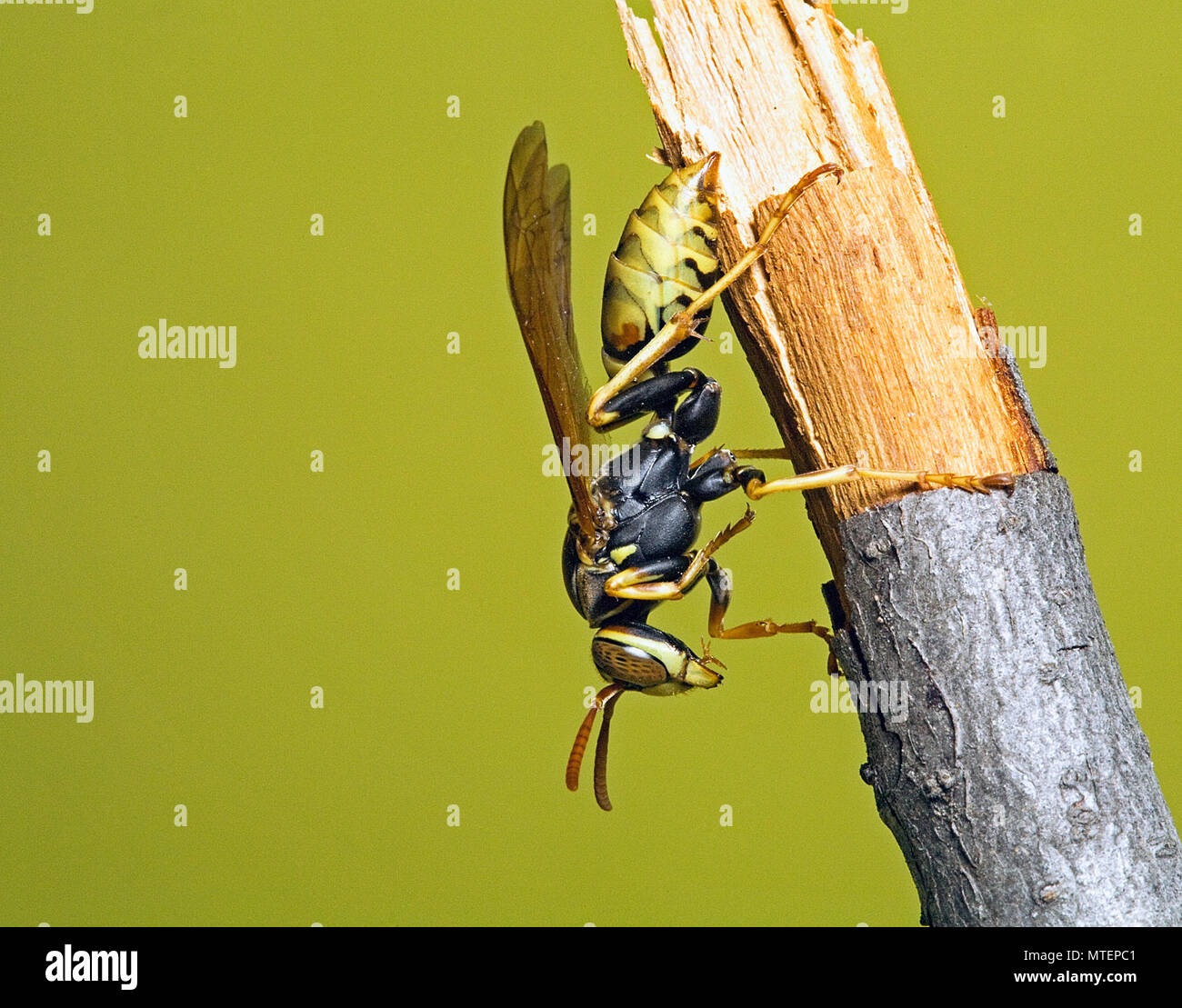 A European Paper Wasp, common throughout North America, at rest. Stock Photo