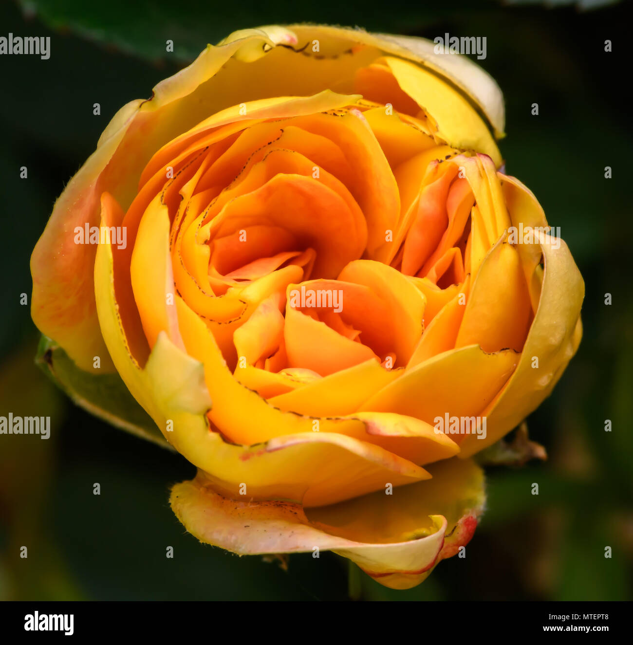 Pink yellow rose Stock Photo