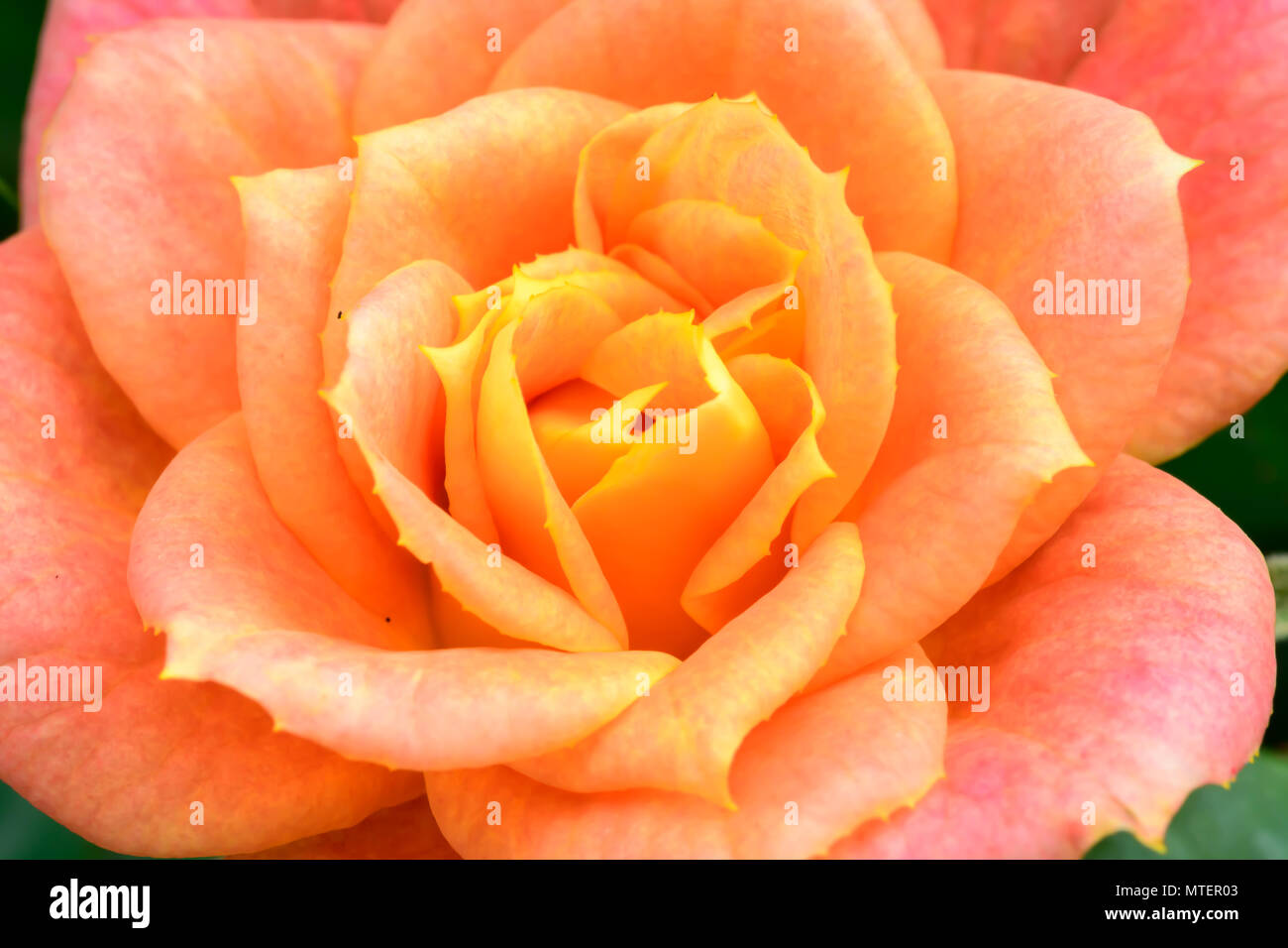 Pink yellow rose Stock Photo