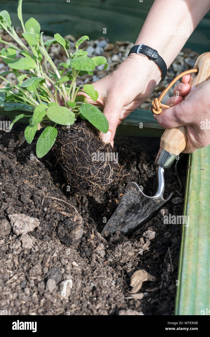 Sage Common Broad leaved herb being planted in a raised bed Stock Photo