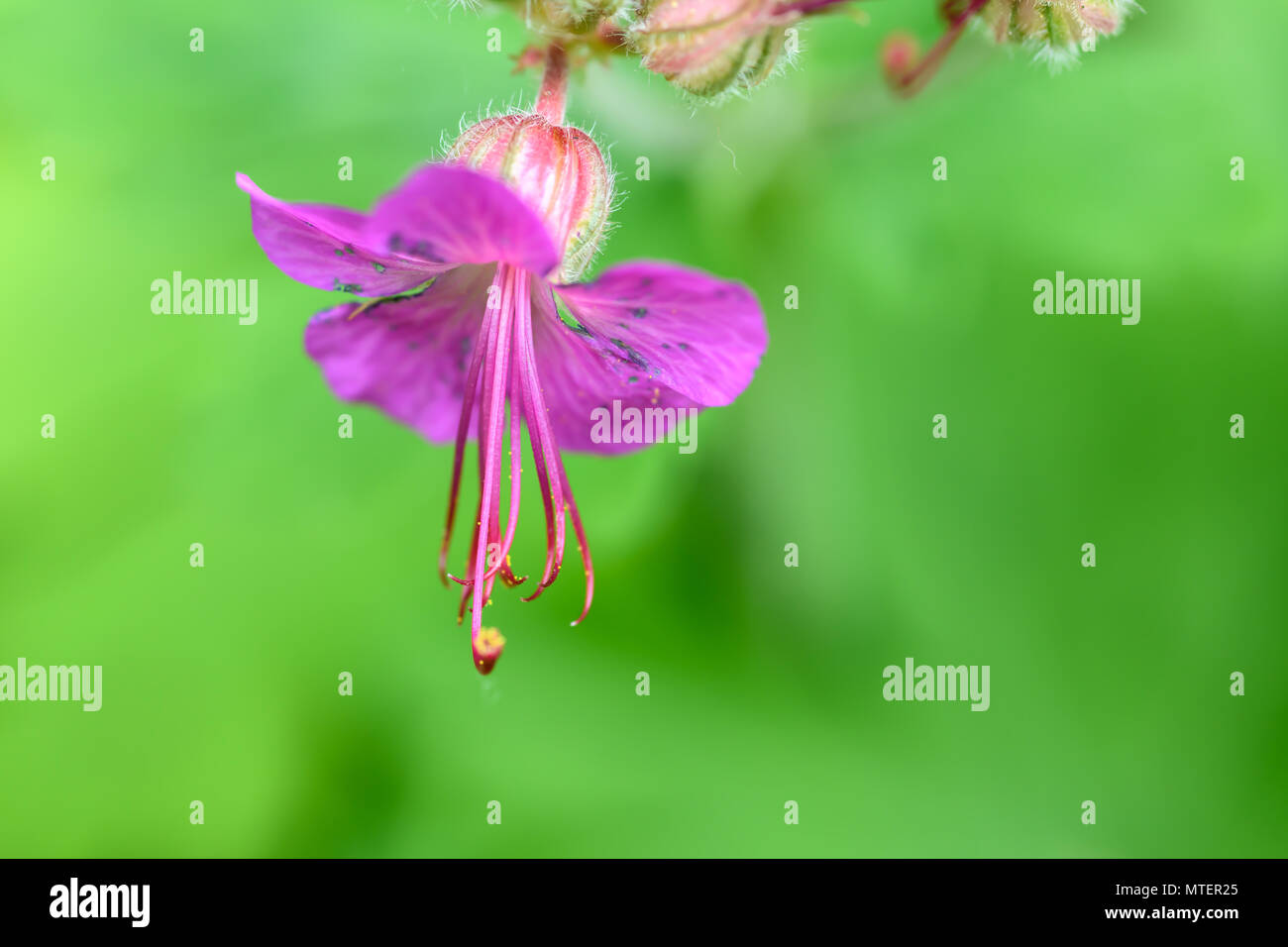 Purple geranium flower Stock Photo Alamy