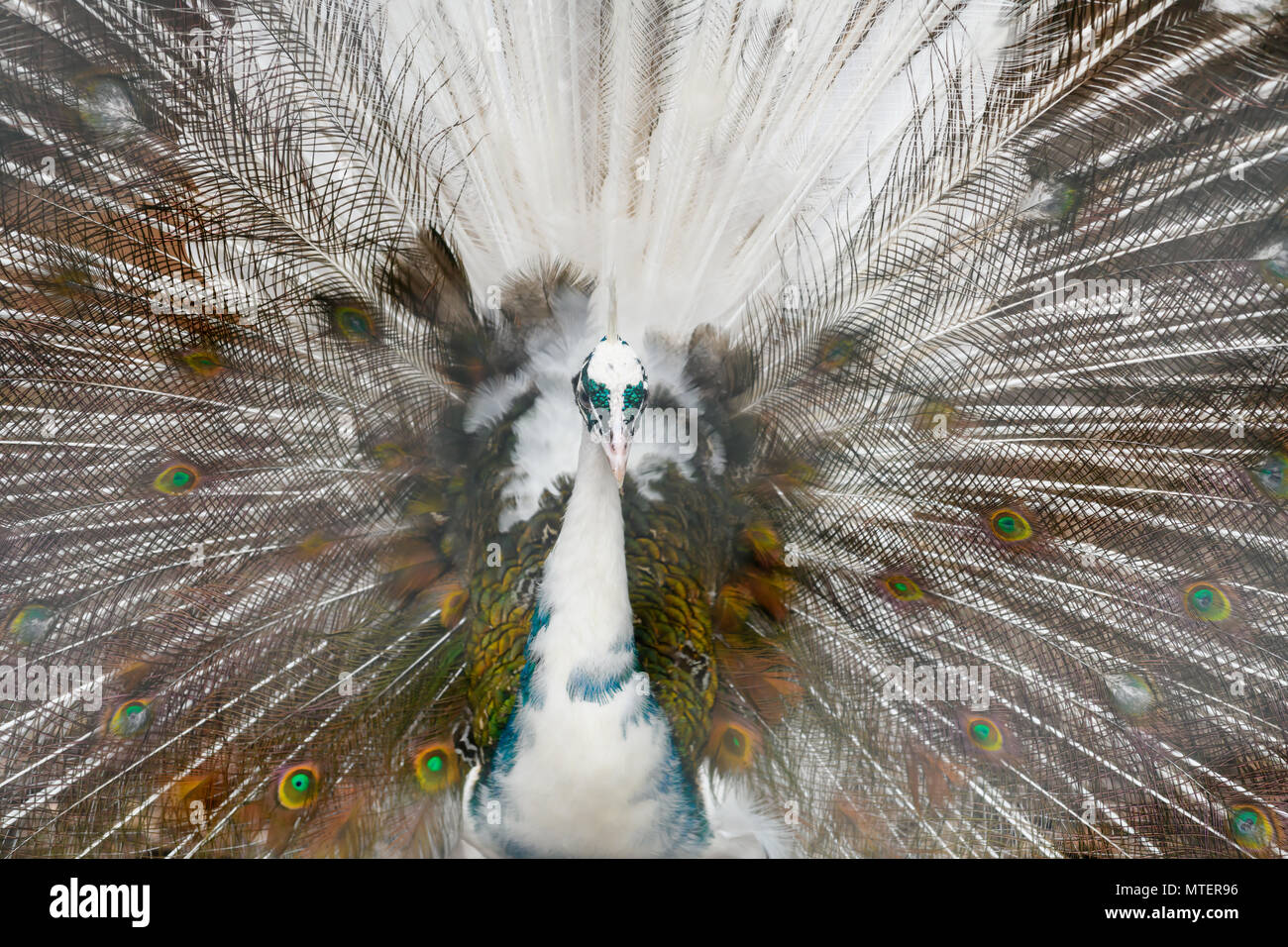 Beautiful Peacock bird Stock Photo Alamy
